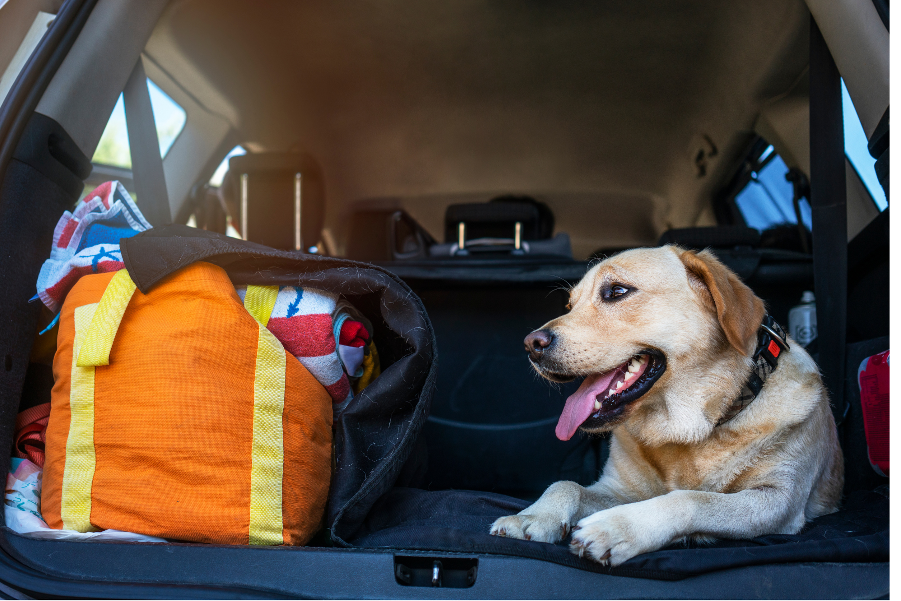 Tips to Make Traveling With Pets Easier and Less Stressful