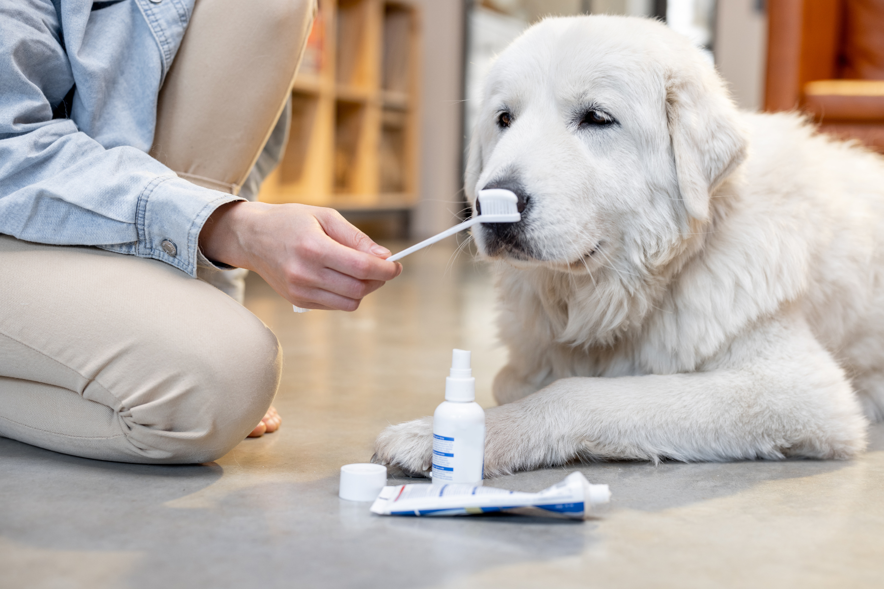 The Absolute Best Way to Clean Dogs’ Teeth
