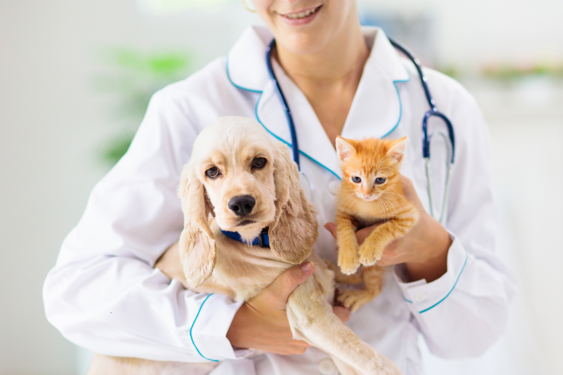 Preparing Your Pet for Their First Vet Appointment